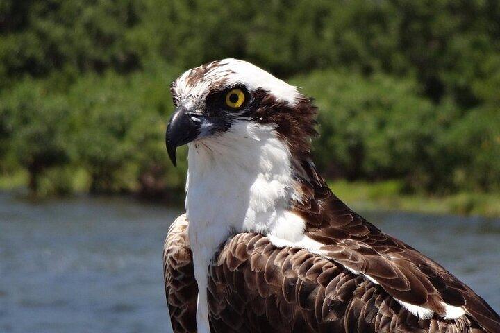 Crystal River Boat and Nature Tour
