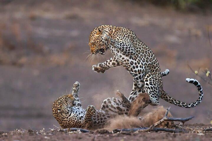 Yala Leopard Safari – Expressway Transfer, Jeep & entry Included