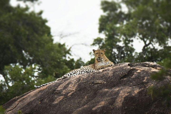 Yala Leopard Safari – Expressway Transfer, Jeep & entry Included