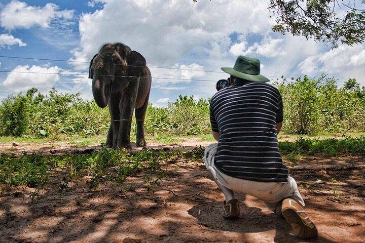 Yala Leopard Safari – Expressway Transfer, Jeep & entry Included