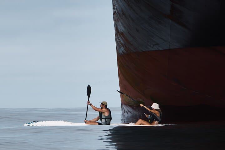 Dolphin And Ocean Wildlife Kayaking Adventure on Promenade