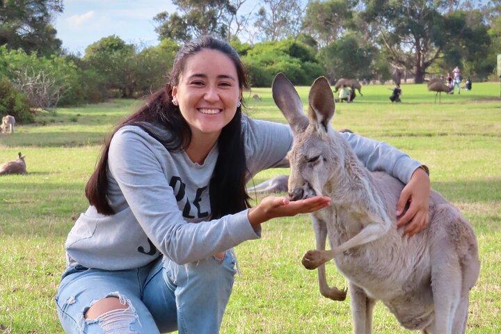 Phillip Island Penguin Parade and Wildlife Tour from Melbourne