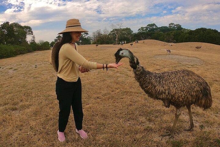 Phillip Island Penguin Parade and Wildlife Tour from Melbourne