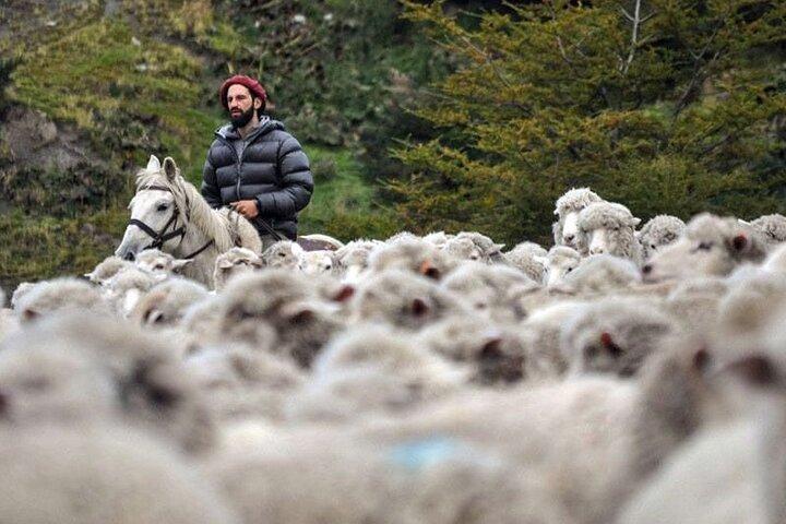 Traditional Patagonian Ranch (estancia) Day Tour Puerto Natales