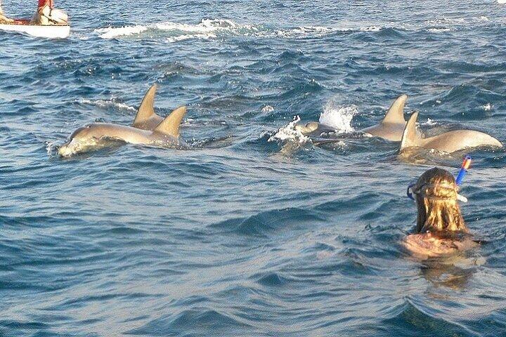 Dolphin House Snorkeling VIP Boat Trip & Lunch / Hurghada