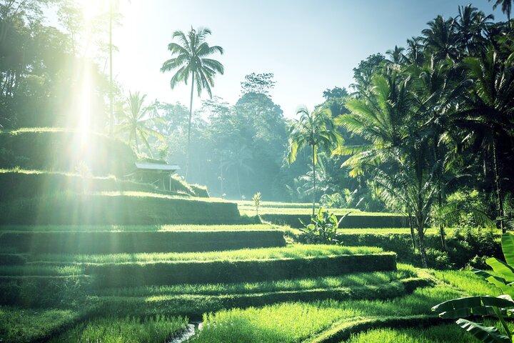 Bali Shore Excursion from Benoa Port: Private Ubud Tour