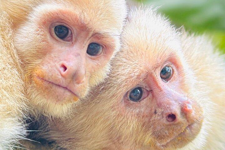 Manuel Antonio National Park Guided Tour ENTRY FEE INCLUDED