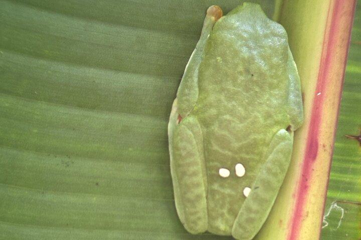 Manuel Antonio National Park Guided Tour ENTRY FEE INCLUDED