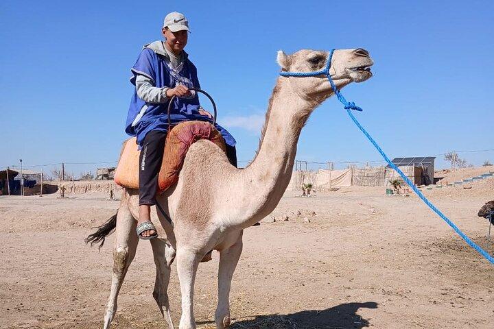 Camel ride in oasis Desert Marrakech