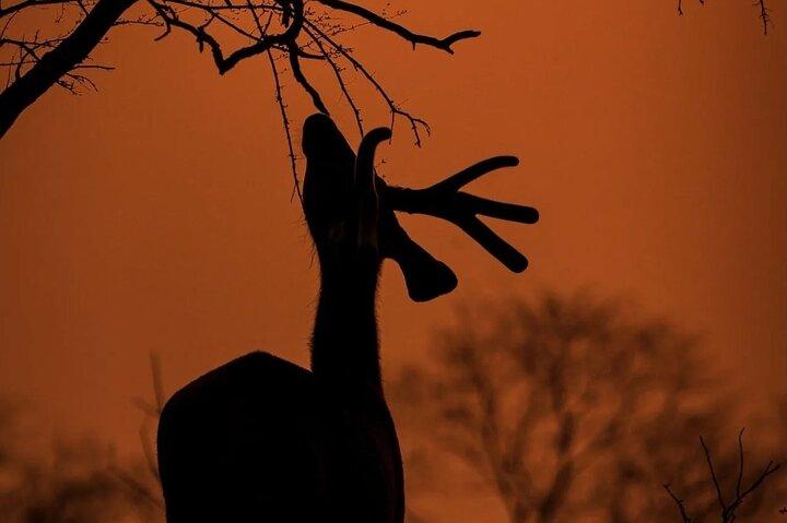 Ranthambore Safari Booking