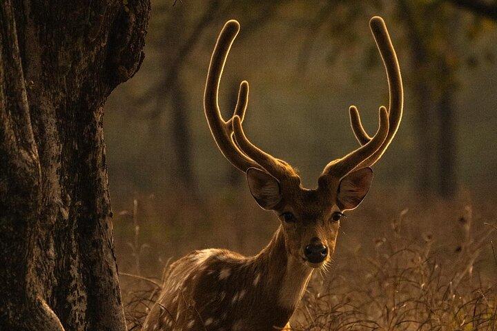 Ranthambore Safari Booking