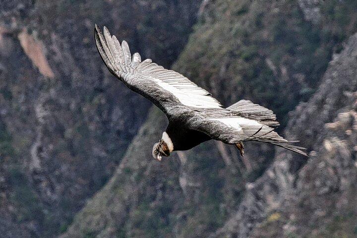 Package 2 days Puno Colca Arequipa Canyon