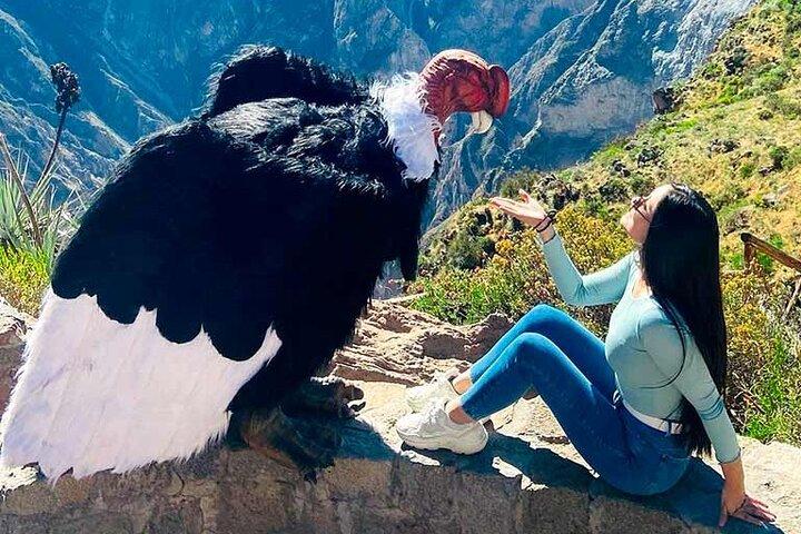Package 2 days Puno Colca Arequipa Canyon