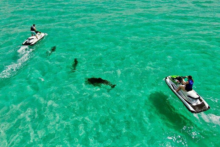 2 Passenger Jet Ski Dolphin Tour from Gilligan’s Watersports