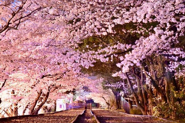 Bar Hopping Private Tour in Kyoto (Local area1)