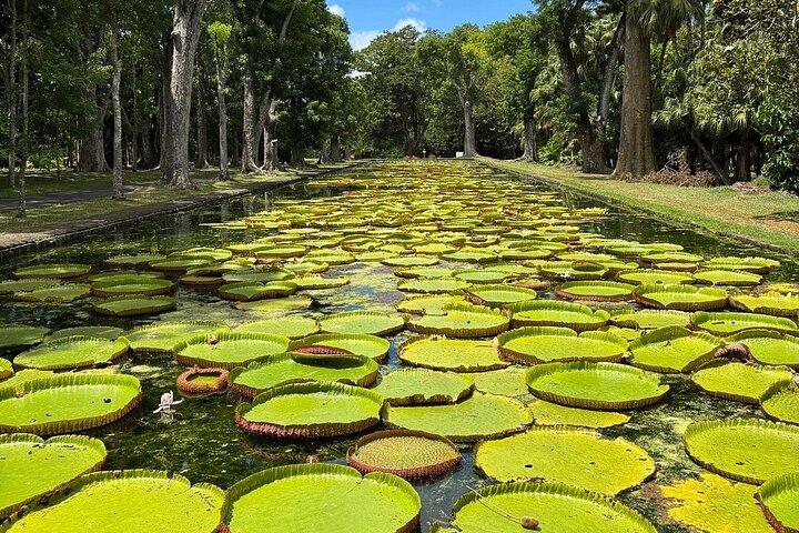 Port Louis Market, Botanical Garden & Temple-North Mauritius Tour