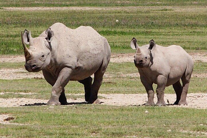 3 Days Lake Manyara Ngorongoro Crater and Tarangire Safari
