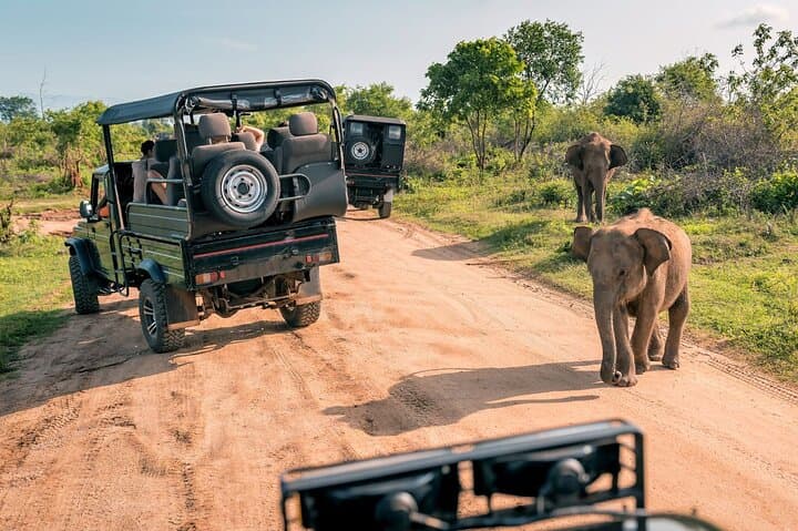 Explore the Best Big 5 Full Day Safari and Wine Tasting