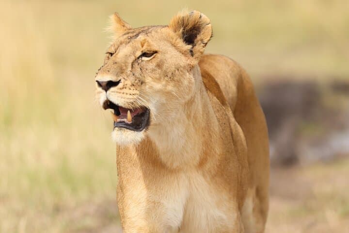 3 Days Maasai mara Private safari