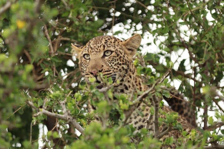 3 Days Maasai mara Private safari
