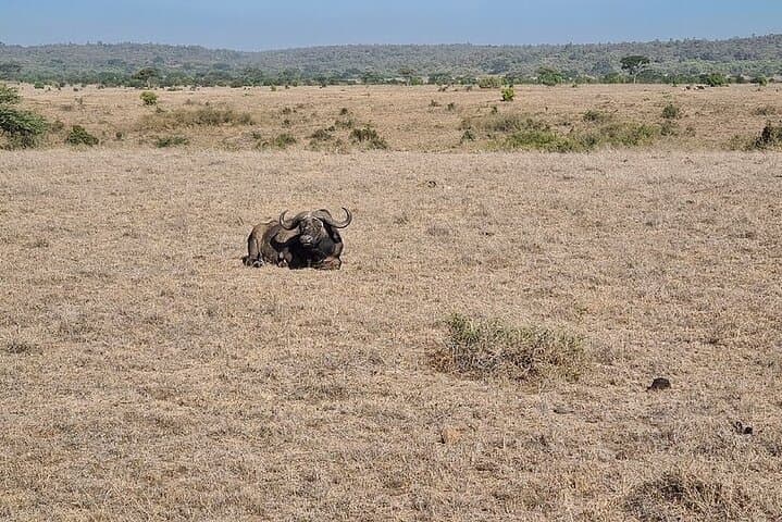 Nairobi national park game drive