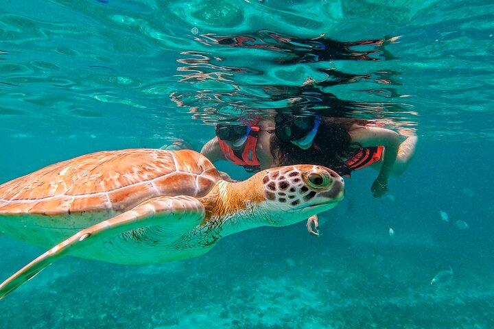 2 Hours Tulum Snorkel: Sea Turtles, Stingrays & Coral Reef