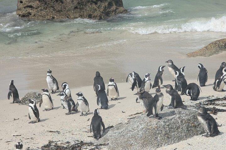 Full-Day Peninsula Tour to Cape Point and Penguins in Cape Town