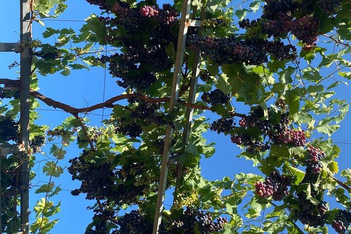 A Private Tour of Wine, Olive Oil Tasting, and Chania Exploration