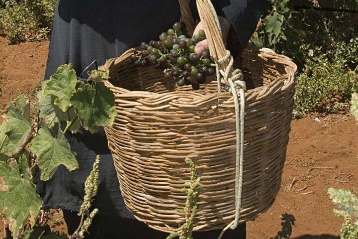 A Private Tour of Wine, Olive Oil Tasting, and Chania Exploration