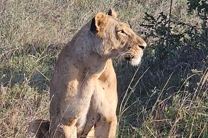 Nairobi National Park Game Drive: Unique Urban Safari Experience