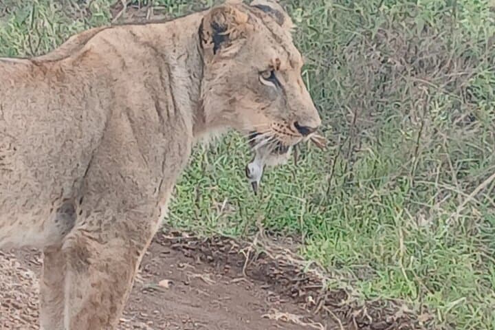 Nairobi National Park Game Drive: Unique Urban Safari Experience