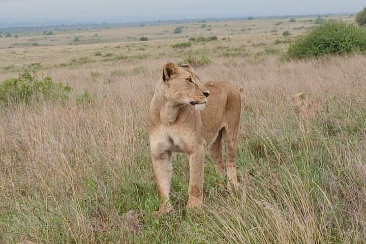 Nairobi National Park Game Drive: Unique Urban Safari Experience
