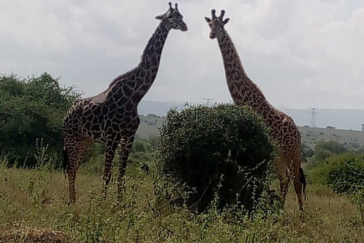 Nairobi National Park Game Drive: Unique Urban Safari Experience