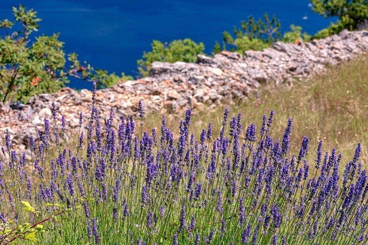 Hvar Lavender Fields,Stone Villages & Scenic Views by eTuk Tuk