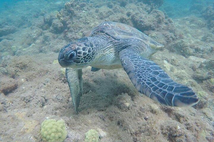 Snorkeling in Santa Maria Island of Salt