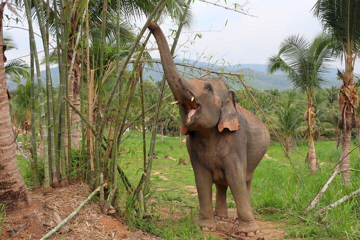 Ethical Elephant Sanctuary Tour from Bangkok & Pattaya