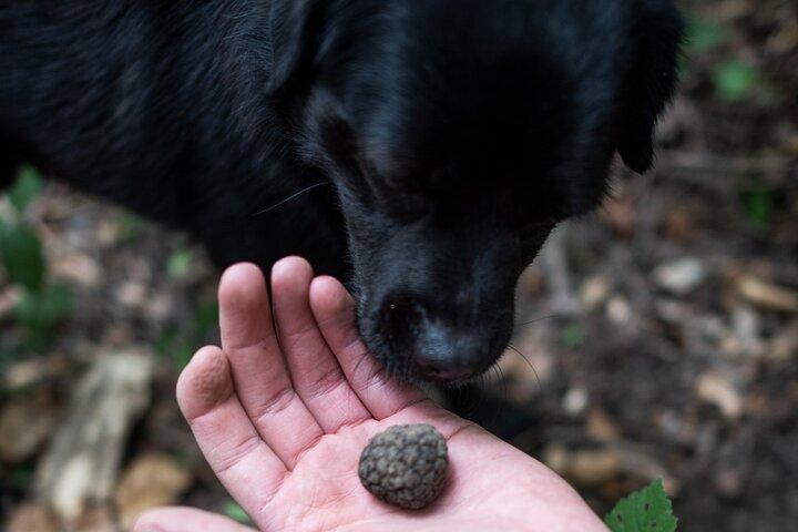 Truffle Hunting with Three Course Meal by Local Family