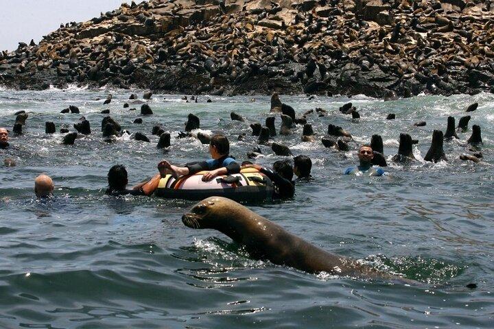 Palomino Islands Speedboat Tour and Swim with Sea Lions