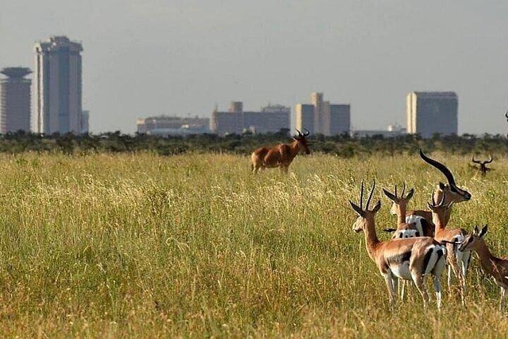 Early Morning Group Tour to Nairobi National Park