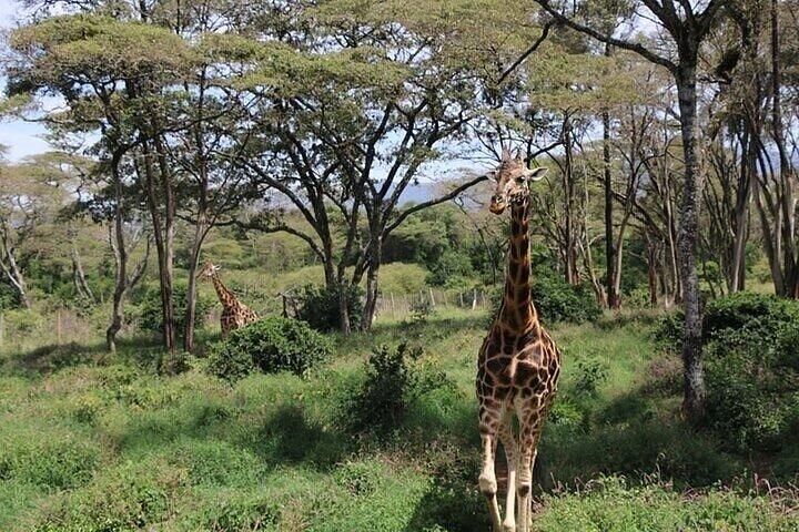 Early Morning Group Tour to Nairobi National Park