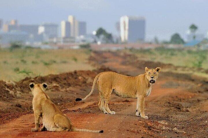 Early Morning Group Tour to Nairobi National Park