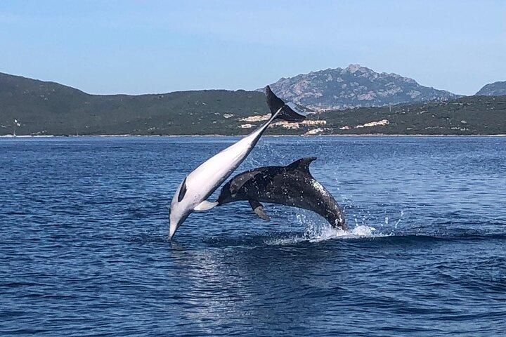 Dolphin Watching Boat Tour from Olbia