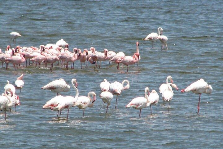Shore Excursion from the Port of Walvis Bay and many highlights.