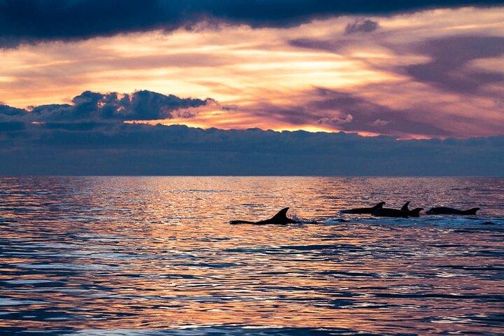 Sunset Dolphin Watching with Marine Biologists