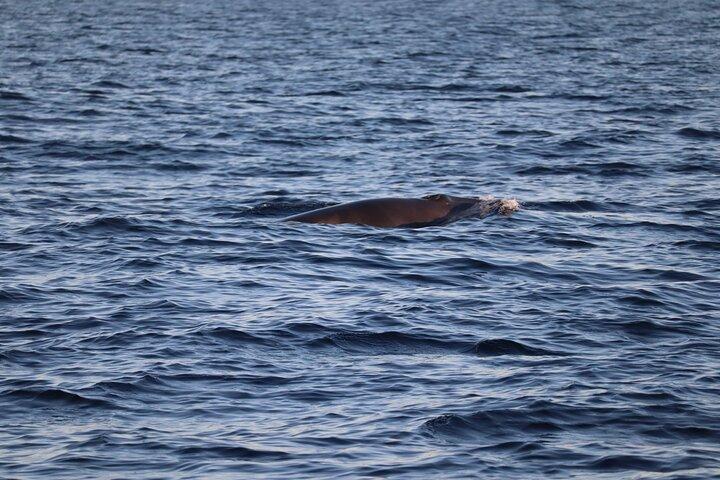 Sunset Dolphin Watching with Marine Biologists