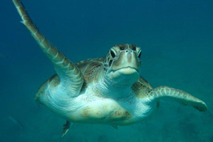 Barbados Sunset and Snorkeling Catamaran Cruise