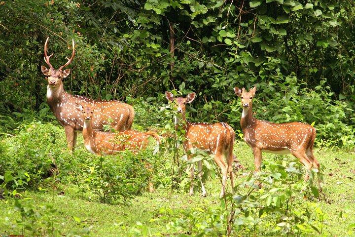 Chitwan Jungle Safari Escape: 3 Days from Kathmandu or Pokhara