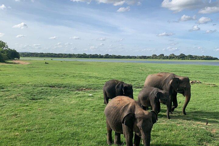 Minneriya National Park Elephant Safari