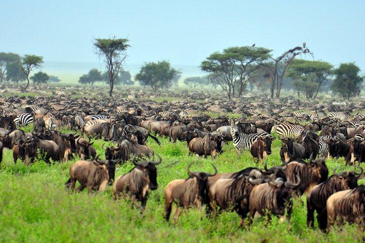 5 Days Private Camping Safari Adventure in Tanzania