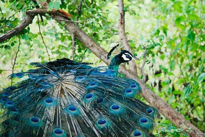 Safari tours in Udawalawa